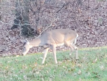 Photo of deer with one leg partially missing. 